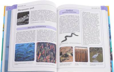 Подводный мир. Энциклопедия (192 стр)